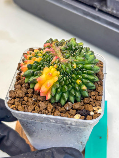 Gymnocalycium Inermis Cristata (gy9) (gg) | Variegated Cactus
