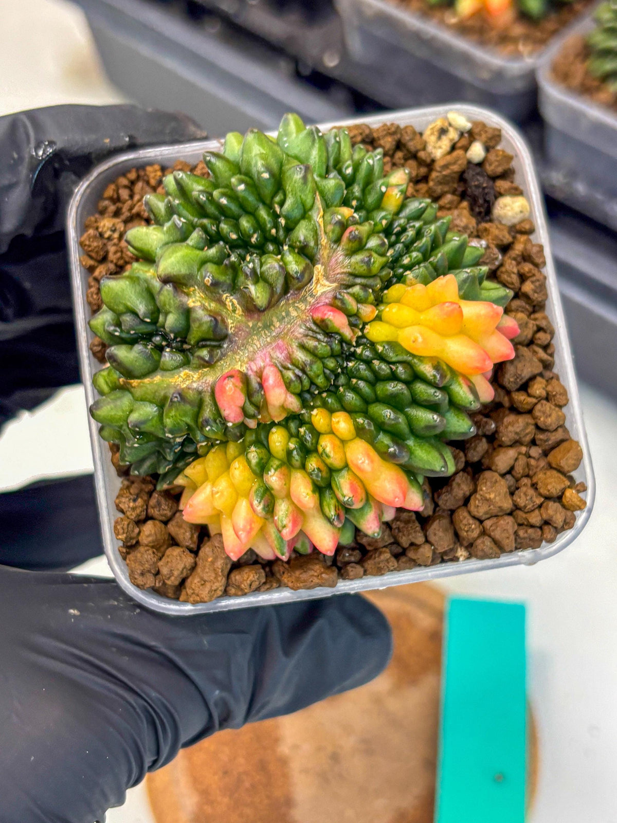 Gymnocalycium Inermis Cristata (gy9) (gg) | Variegated Cactus