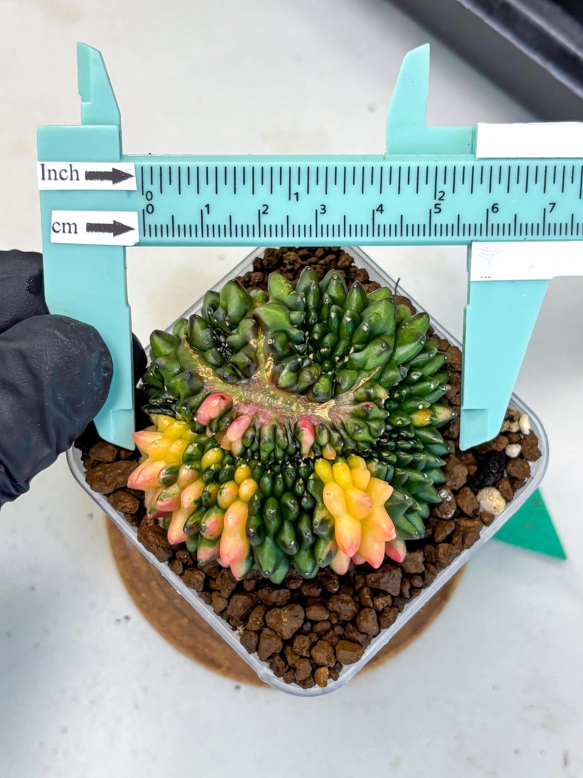 Gymnocalycium Inermis Cristata (gy9) (gg) | Variegated Cactus