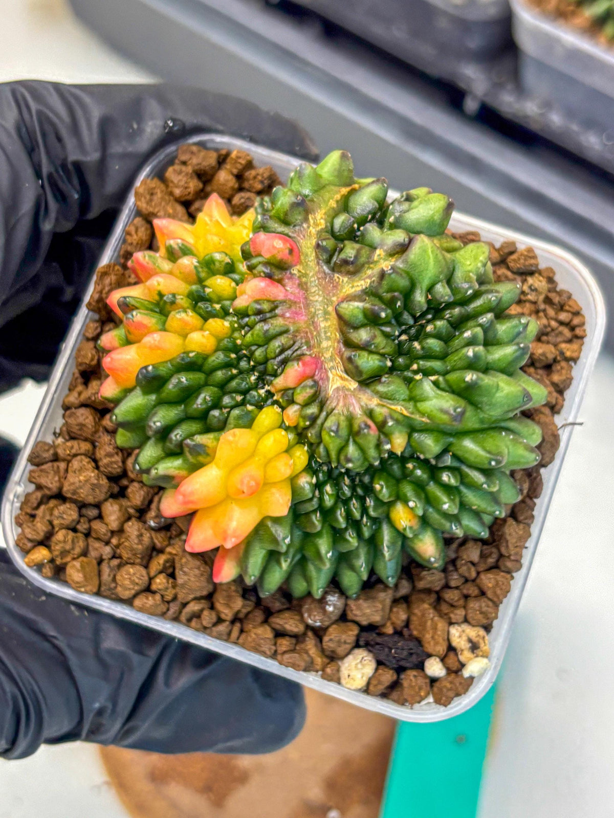 Gymnocalycium Inermis Cristata (gy9) (gg) | Variegated Cactus