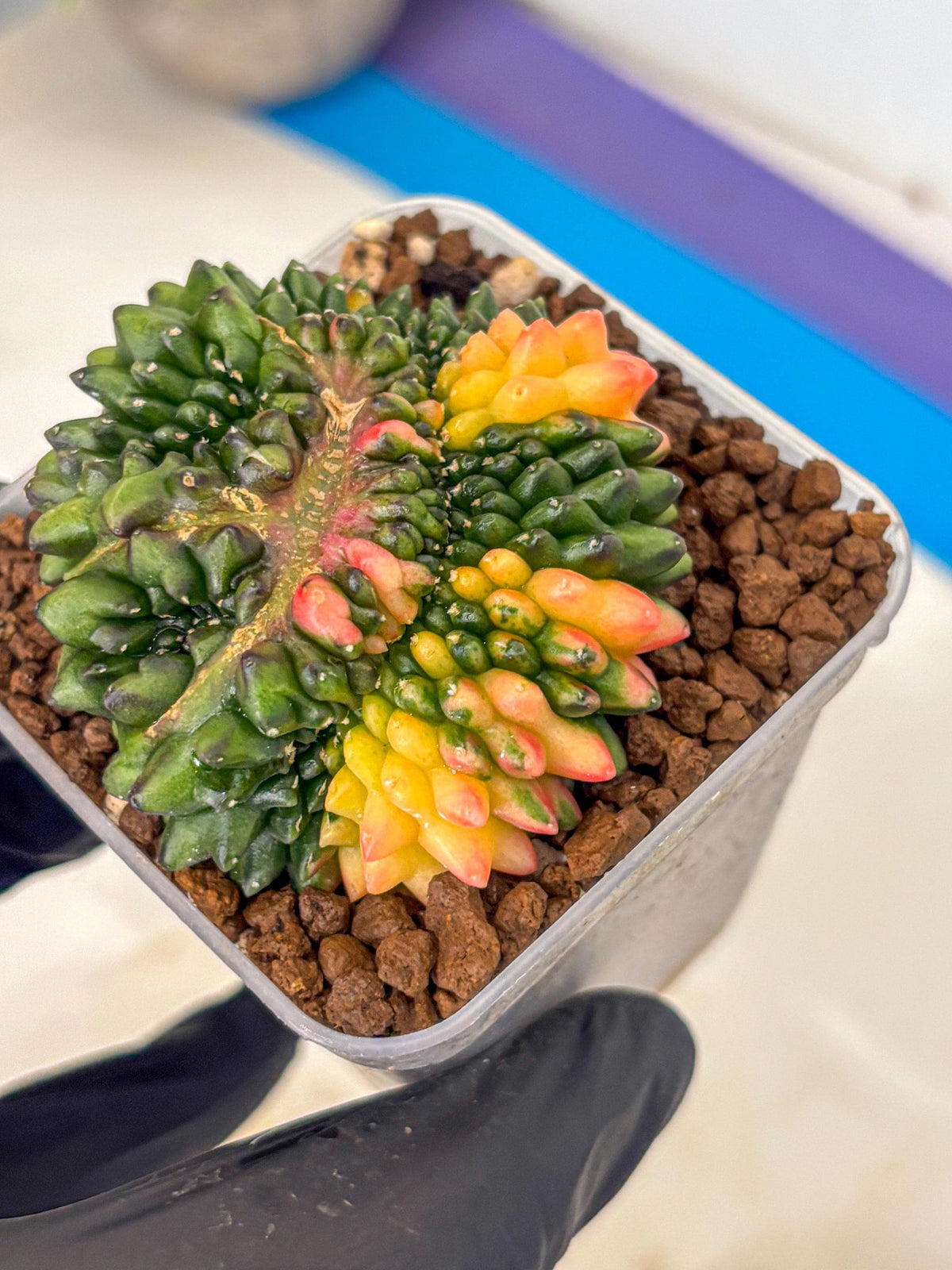 Gymnocalycium Inermis Cristata (gy9) (gg) | Variegated Cactus
