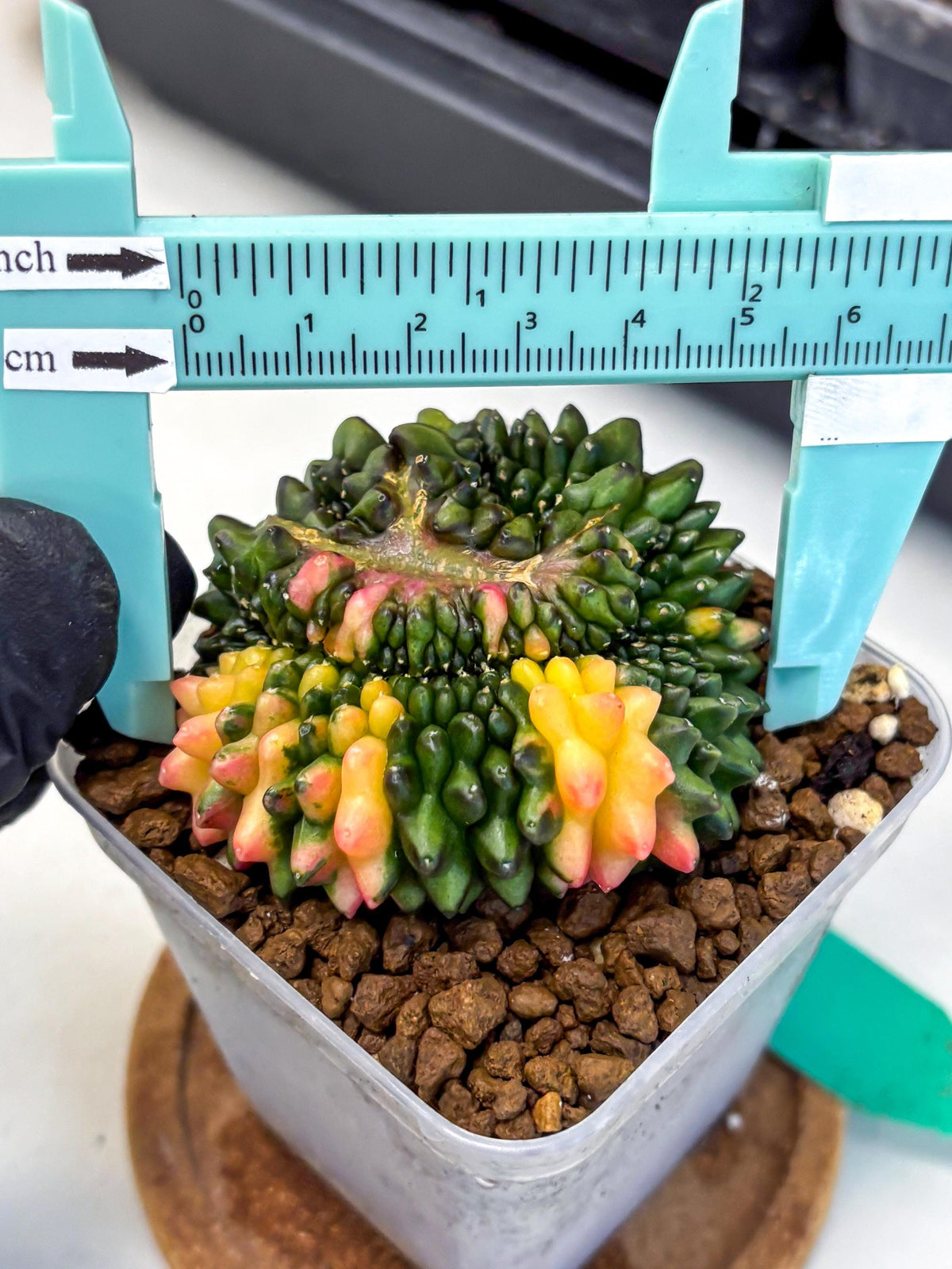 Gymnocalycium Inermis Cristata (gy9) (gg) | Variegated Cactus