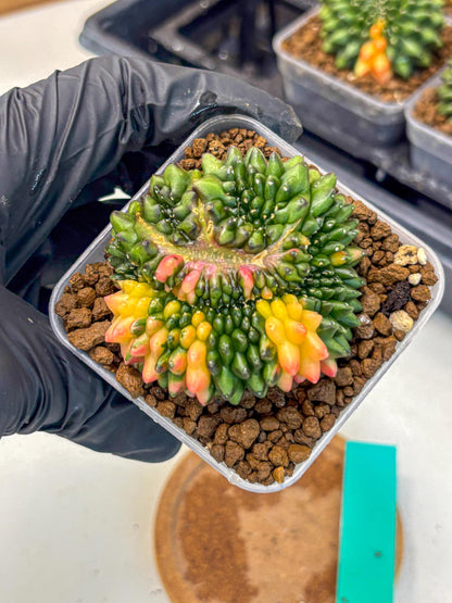 Gymnocalycium Inermis Cristata (gy9) (gg) | Variegated Cactus