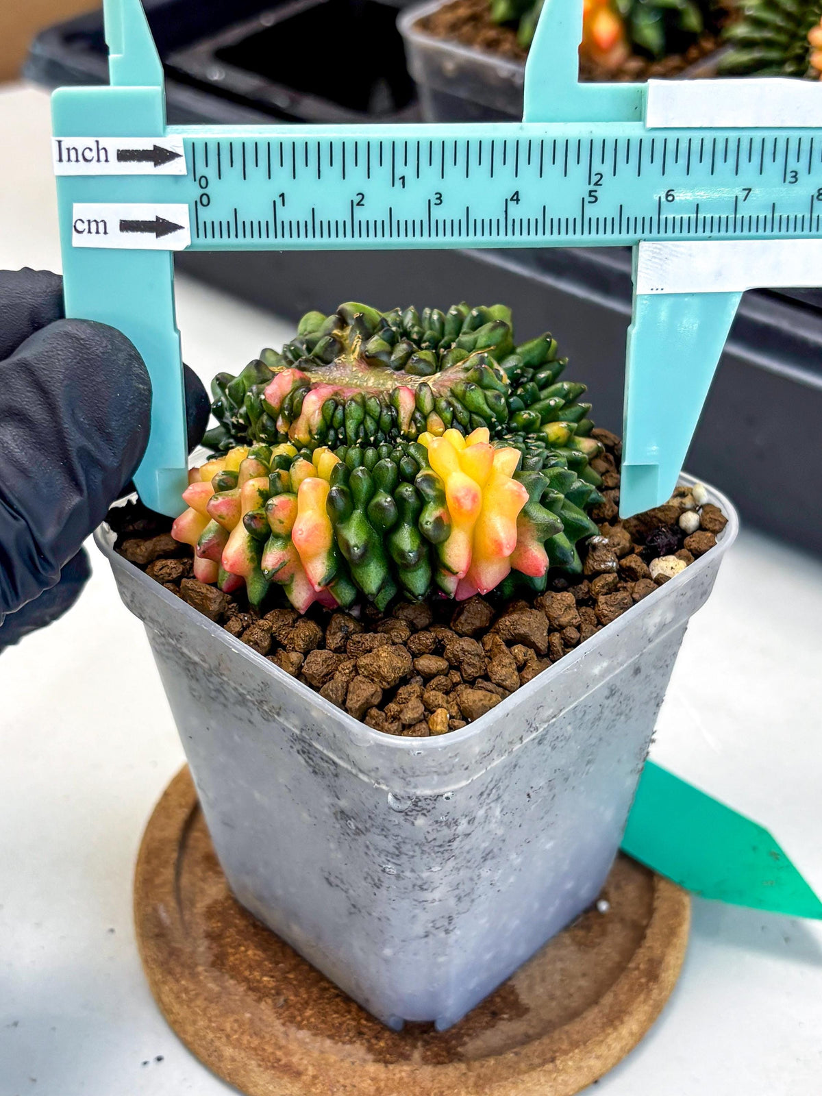 Gymnocalycium Inermis Cristata (gy9) (gg) | Variegated Cactus