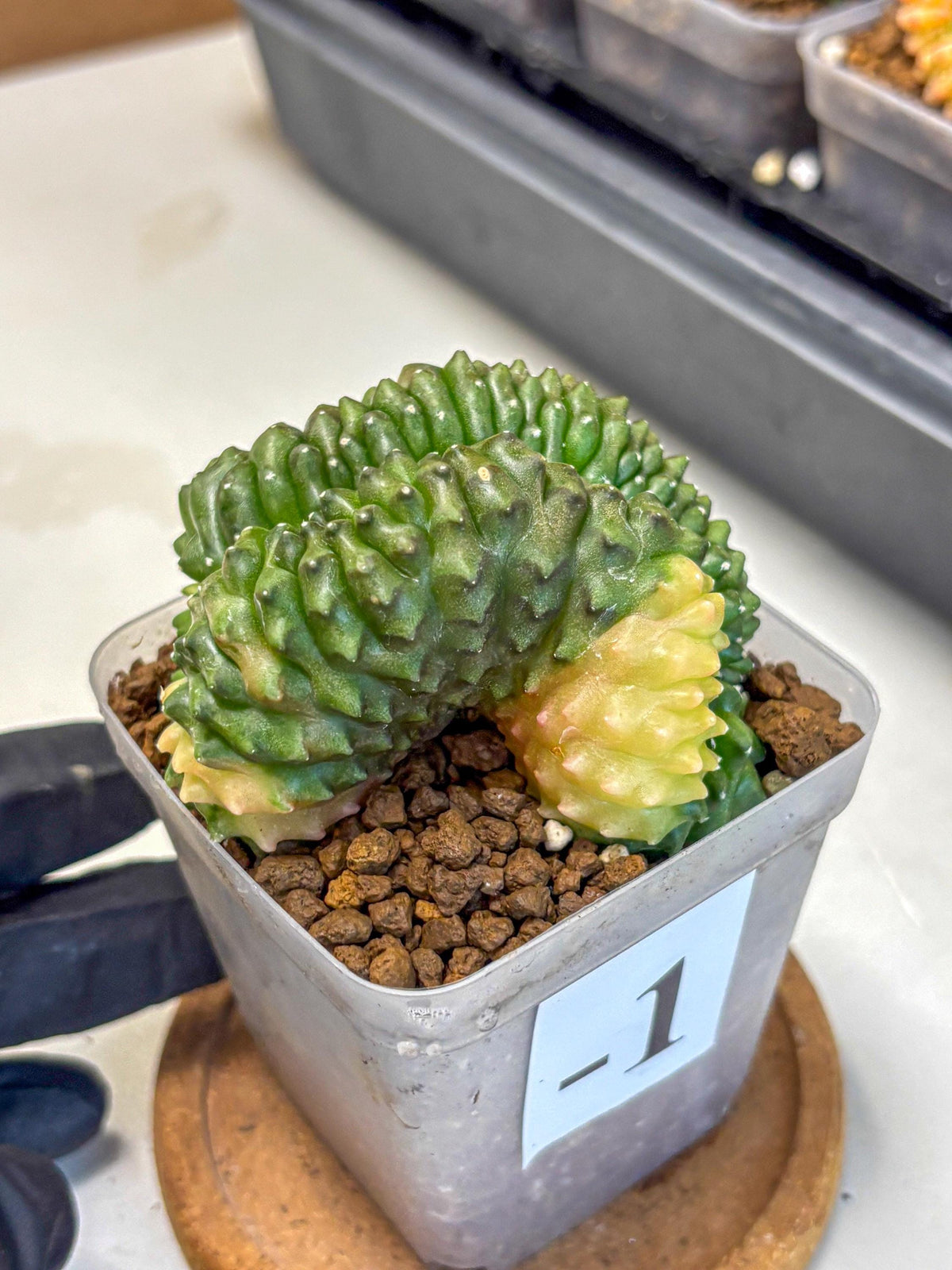 Gymnocalycium Inermis Cristata (gy2) (1) | Variegated Cactus