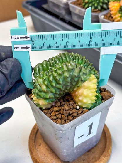 Gymnocalycium Inermis Cristata (gy2) (1) | Variegated Cactus