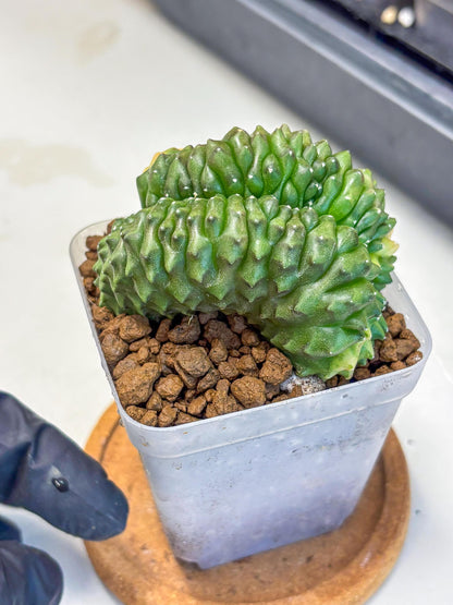 Gymnocalycium Inermis Cristata (gy2) (1) | Variegated Cactus