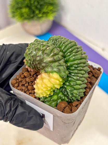 Gymnocalycium Inermis Cristata (gy2) (1) | Variegated Cactus
