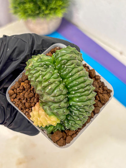 Gymnocalycium Inermis Cristata (gy2) (1) | Variegated Cactus