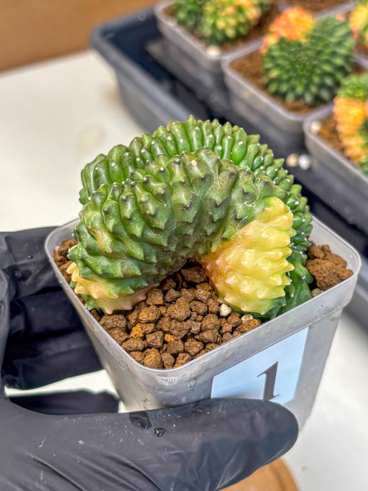 Gymnocalycium Inermis Cristata (gy2) (1) | Variegated Cactus