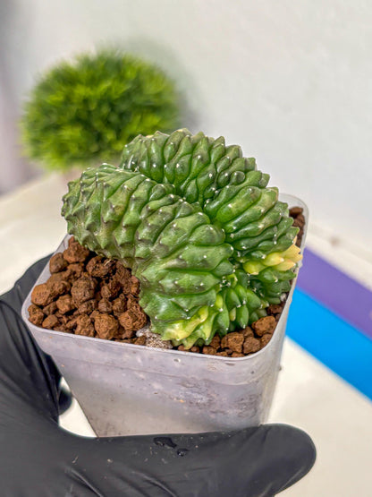 Gymnocalycium Inermis Cristata (gy2) (1) | Variegated Cactus