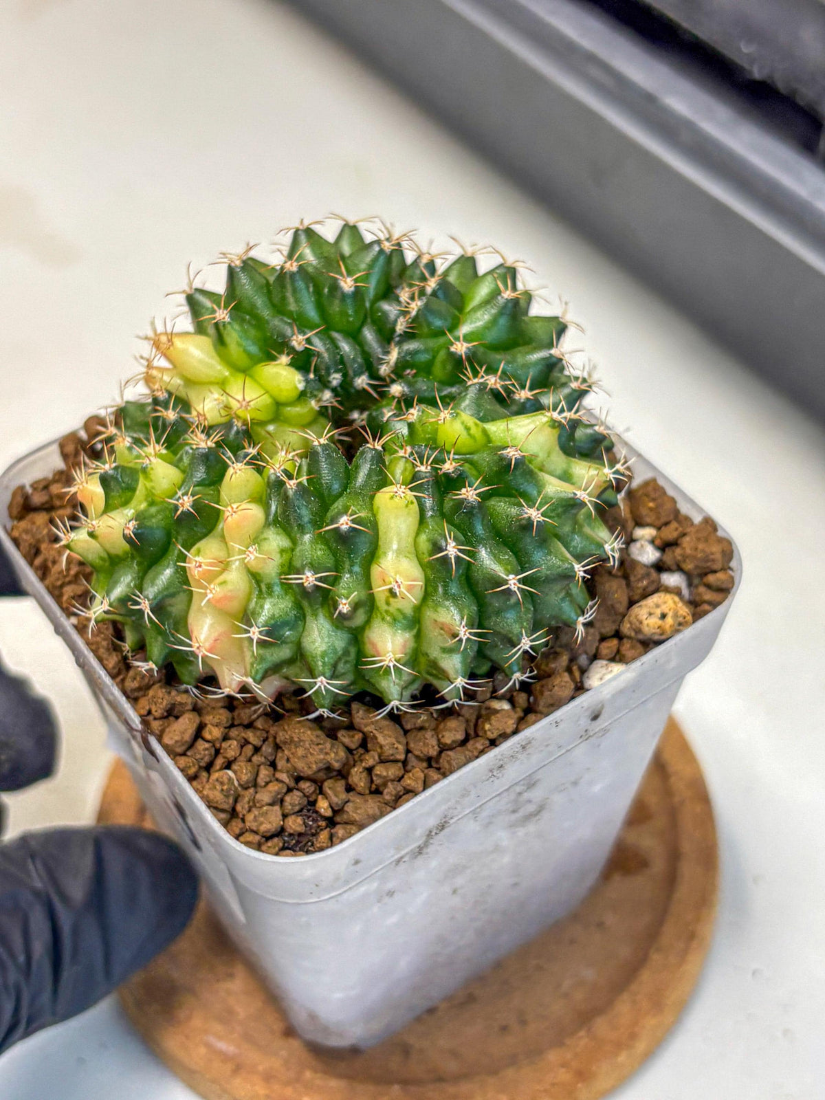 Gymnocalycium Inermis Cristata (gy2) (3) | Variegated Cactus