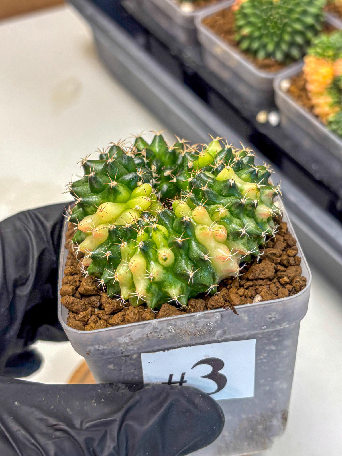 Gymnocalycium Inermis Cristata (gy2) (3) | Variegated Cactus
