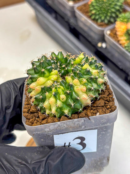 Gymnocalycium Inermis Cristata (gy2) (3) | Variegated Cactus