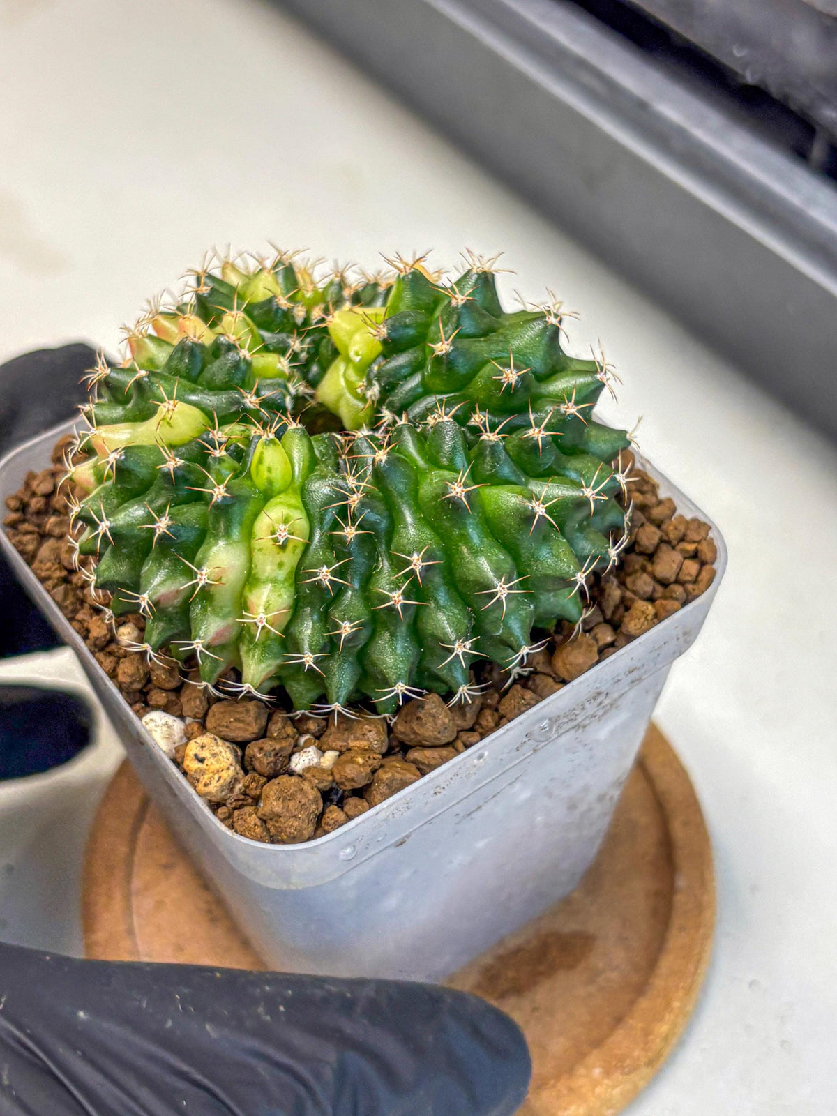 Gymnocalycium Inermis Cristata (gy2) (3) | Variegated Cactus