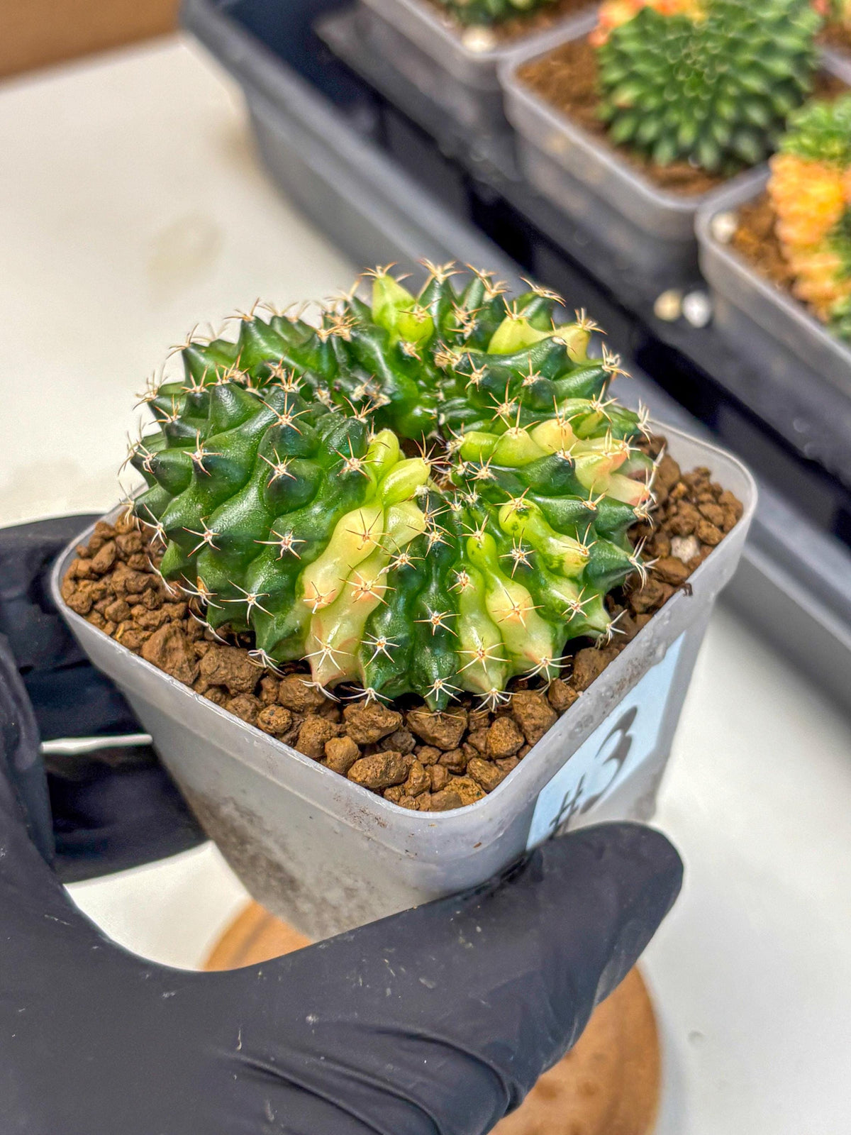 Gymnocalycium Inermis Cristata (gy2) (3) | Variegated Cactus