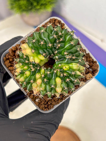 Gymnocalycium Inermis Cristata (gy2) (3) | Variegated Cactus