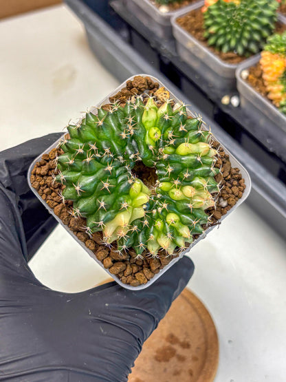 Gymnocalycium Inermis Cristata (gy2) (3) | Variegated Cactus