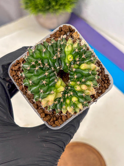 Gymnocalycium Inermis Cristata (gy2) (3) | Variegated Cactus