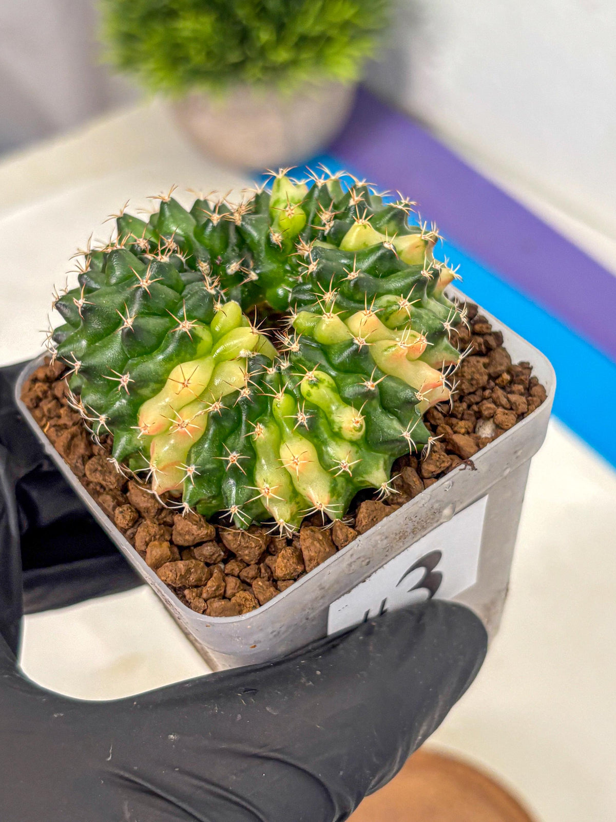 Gymnocalycium Inermis Cristata (gy2) (3) | Variegated Cactus