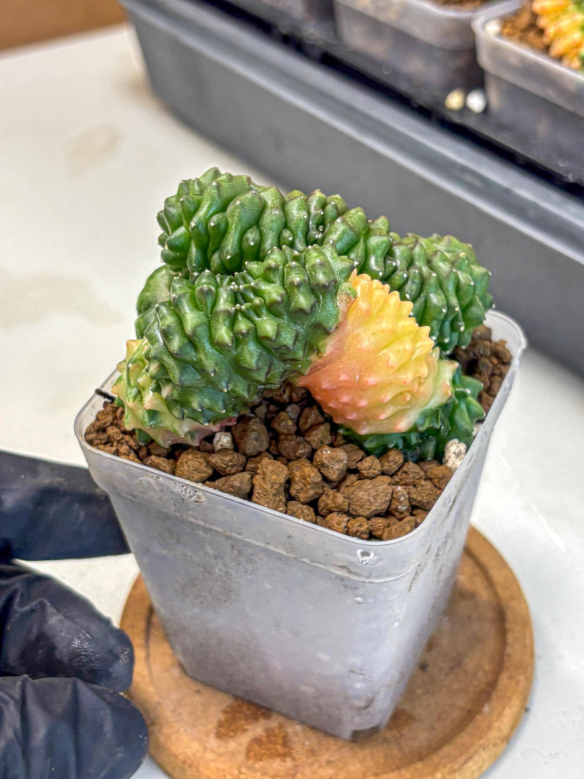 Gymnocalycium Inermis Cristata (gy2) (5) | Variegated Cactus