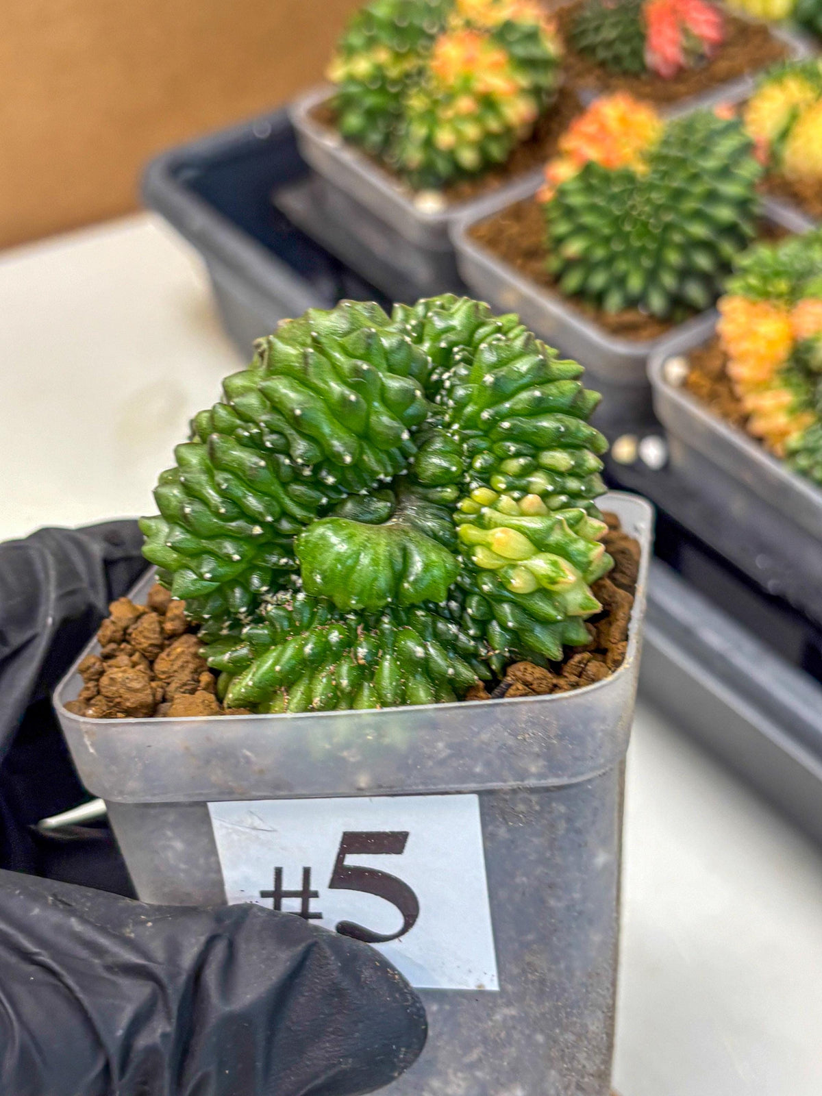 Gymnocalycium Inermis Cristata (gy2) (5) | Variegated Cactus