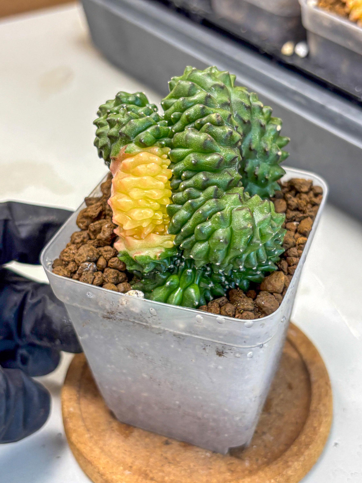 Gymnocalycium Inermis Cristata (gy2) (5) | Variegated Cactus