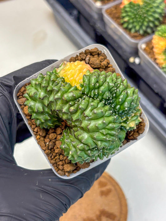 Gymnocalycium Inermis Cristata (gy2) (5) | Variegated Cactus