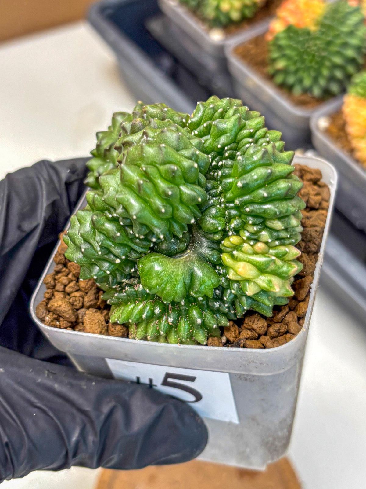 Gymnocalycium Inermis Cristata (gy2) (5) | Variegated Cactus