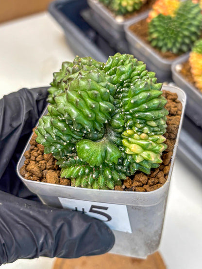 Gymnocalycium Inermis Cristata (gy2) (5) | Variegated Cactus
