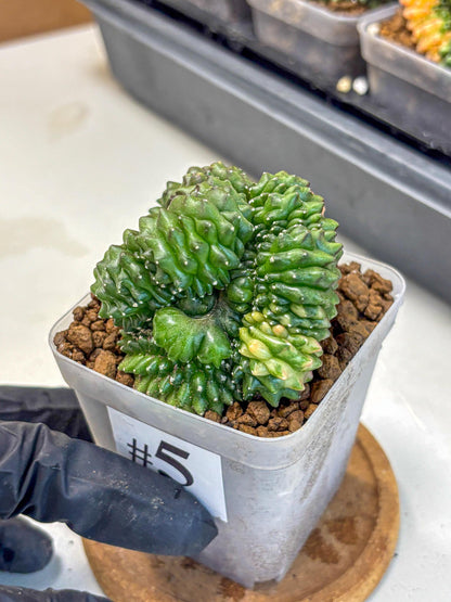 Gymnocalycium Inermis Cristata (gy2) (5) | Variegated Cactus