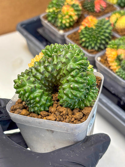 Gymnocalycium Inermis Cristata (gy2) (5) | Variegated Cactus