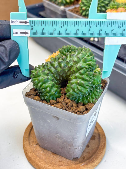 Gymnocalycium Inermis Cristata (gy2) (5) | Variegated Cactus