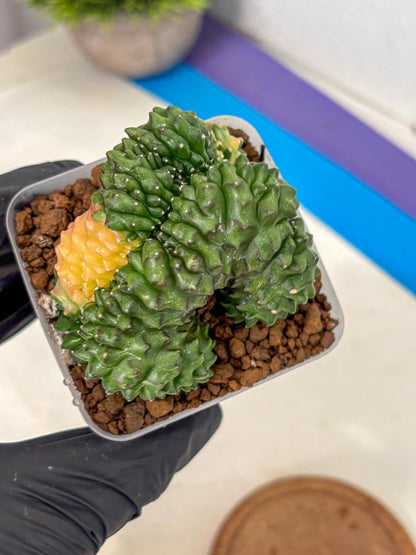 Gymnocalycium Inermis Cristata (gy2) (5) | Variegated Cactus