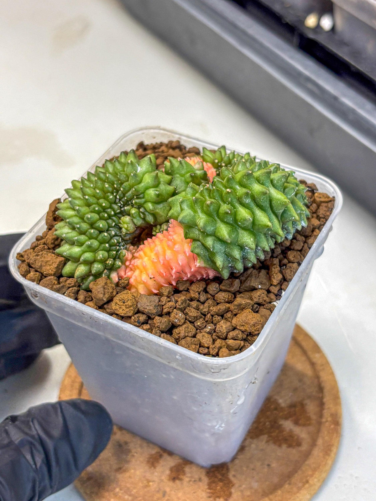Gymnocalycium Inermis Cristata (gy2) (6) | Variegated Cactus