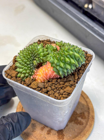 Gymnocalycium Inermis Cristata (gy2) (6) | Variegated Cactus