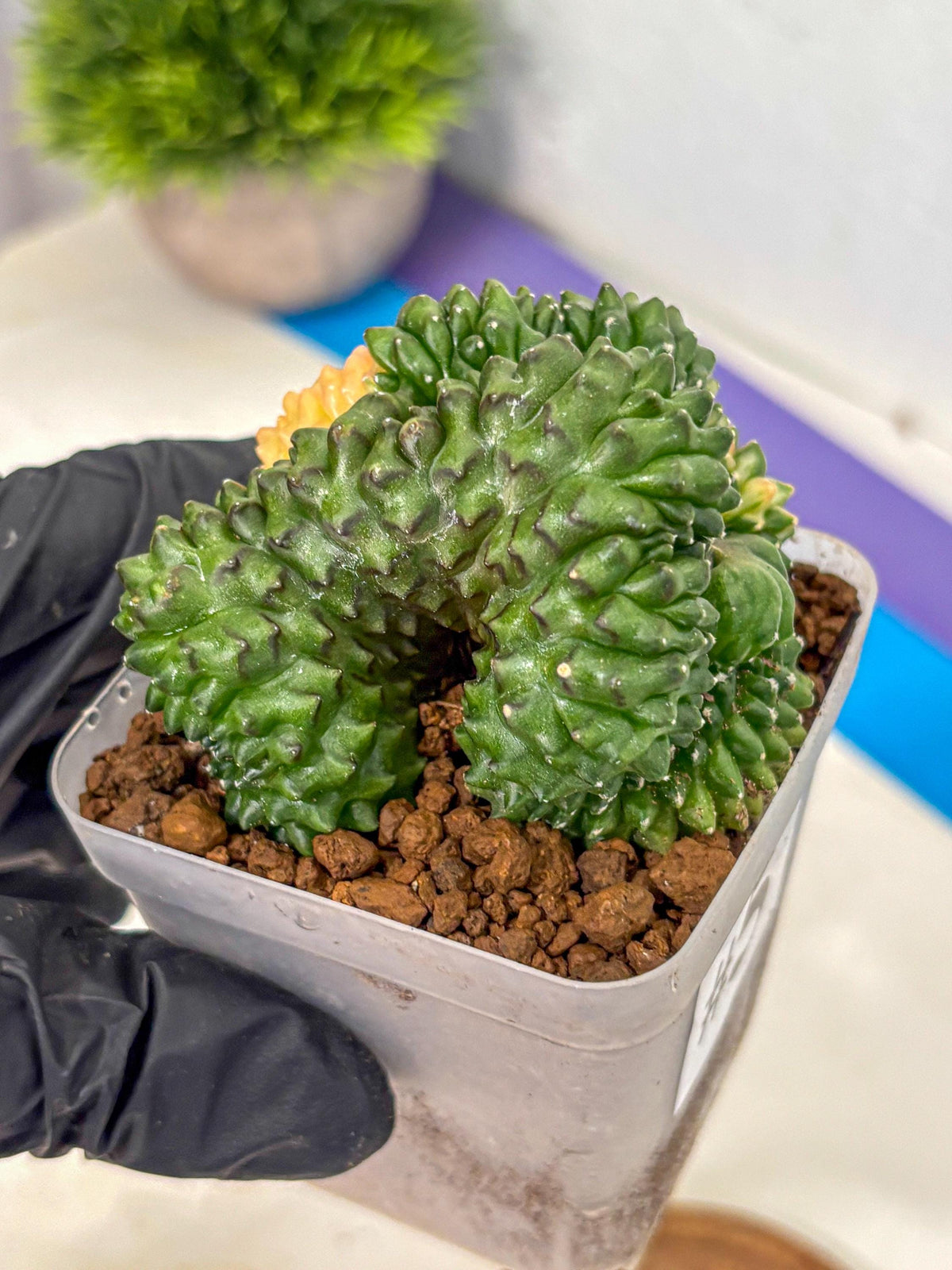 Gymnocalycium Inermis Cristata (gy2) (5) | Variegated Cactus