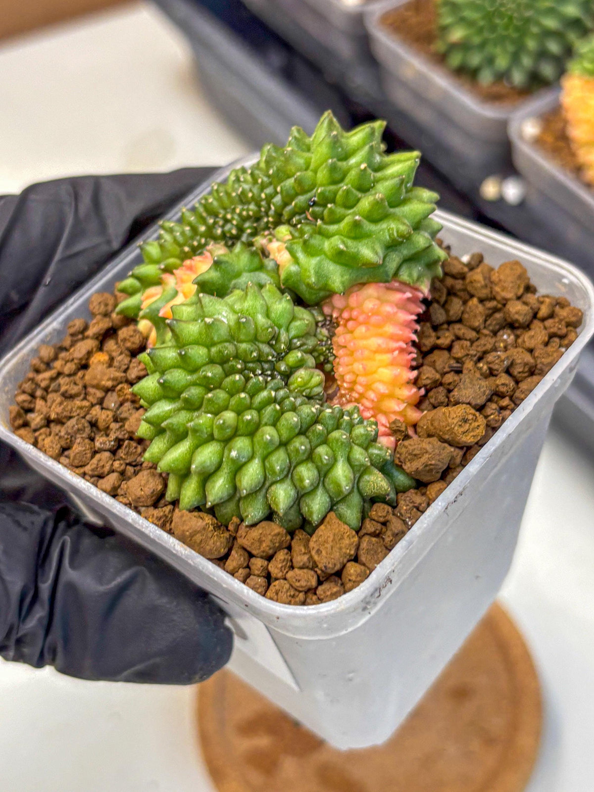 Gymnocalycium Inermis Cristata (gy2) (6) | Variegated Cactus