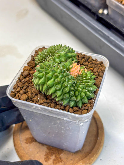 Gymnocalycium Inermis Cristata (gy2) (6) | Variegated Cactus
