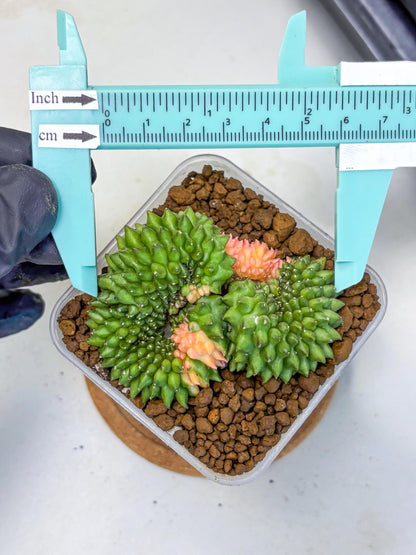 Gymnocalycium Inermis Cristata (gy2) (6) | Variegated Cactus