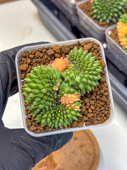 Gymnocalycium Inermis Cristata (gy2) (6) | Variegated Cactus