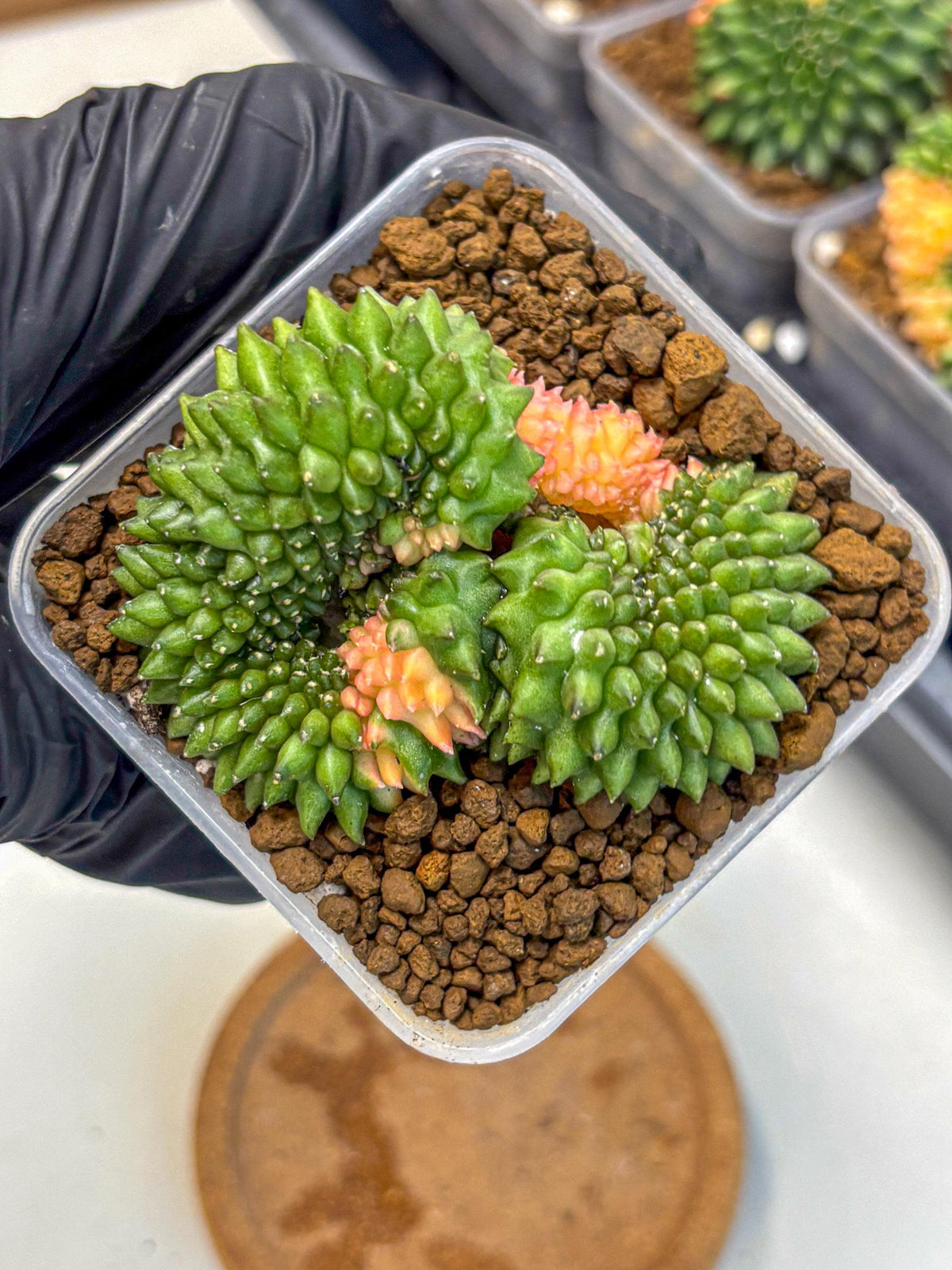 Gymnocalycium Inermis Cristata (gy2) (6) | Variegated Cactus
