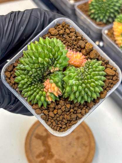 Gymnocalycium Inermis Cristata (gy2) (6) | Variegated Cactus