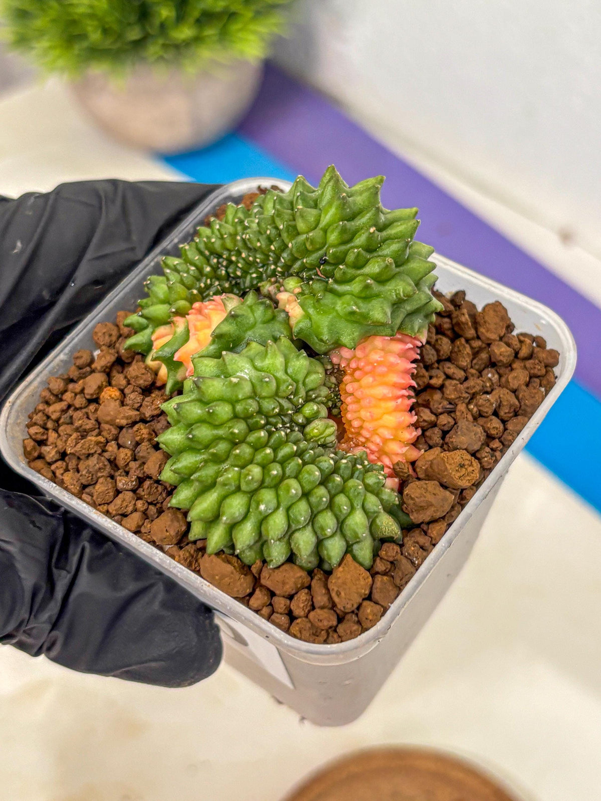 Gymnocalycium Inermis Cristata (gy2) (6) | Variegated Cactus