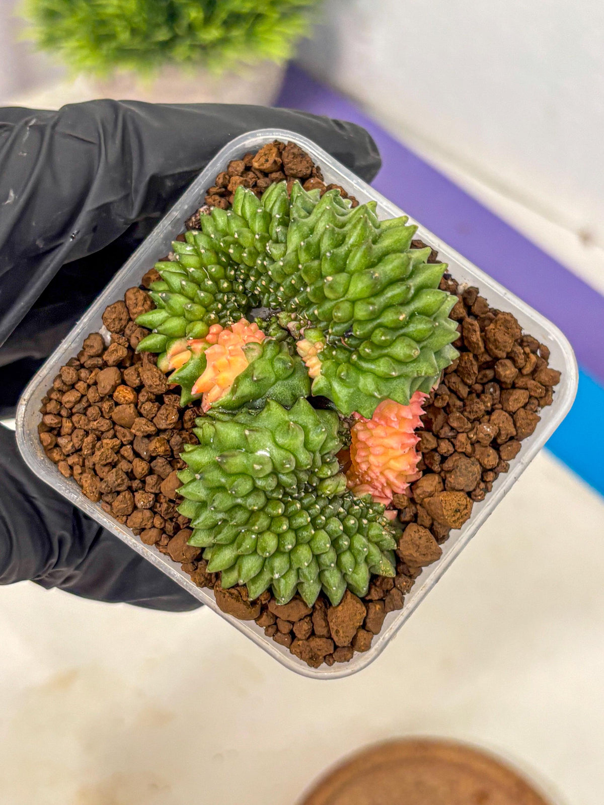 Gymnocalycium Inermis Cristata (gy2) (6) | Variegated Cactus