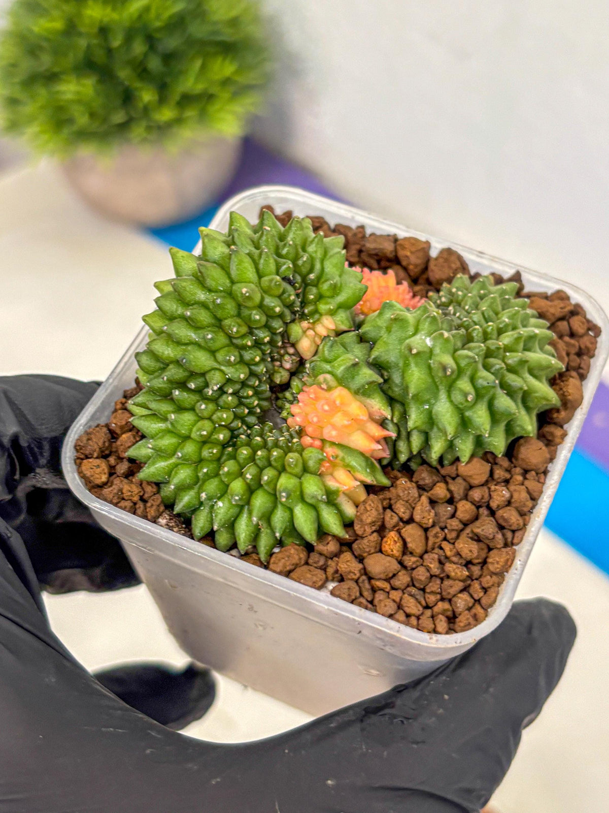 Gymnocalycium Inermis Cristata (gy2) (6) | Variegated Cactus