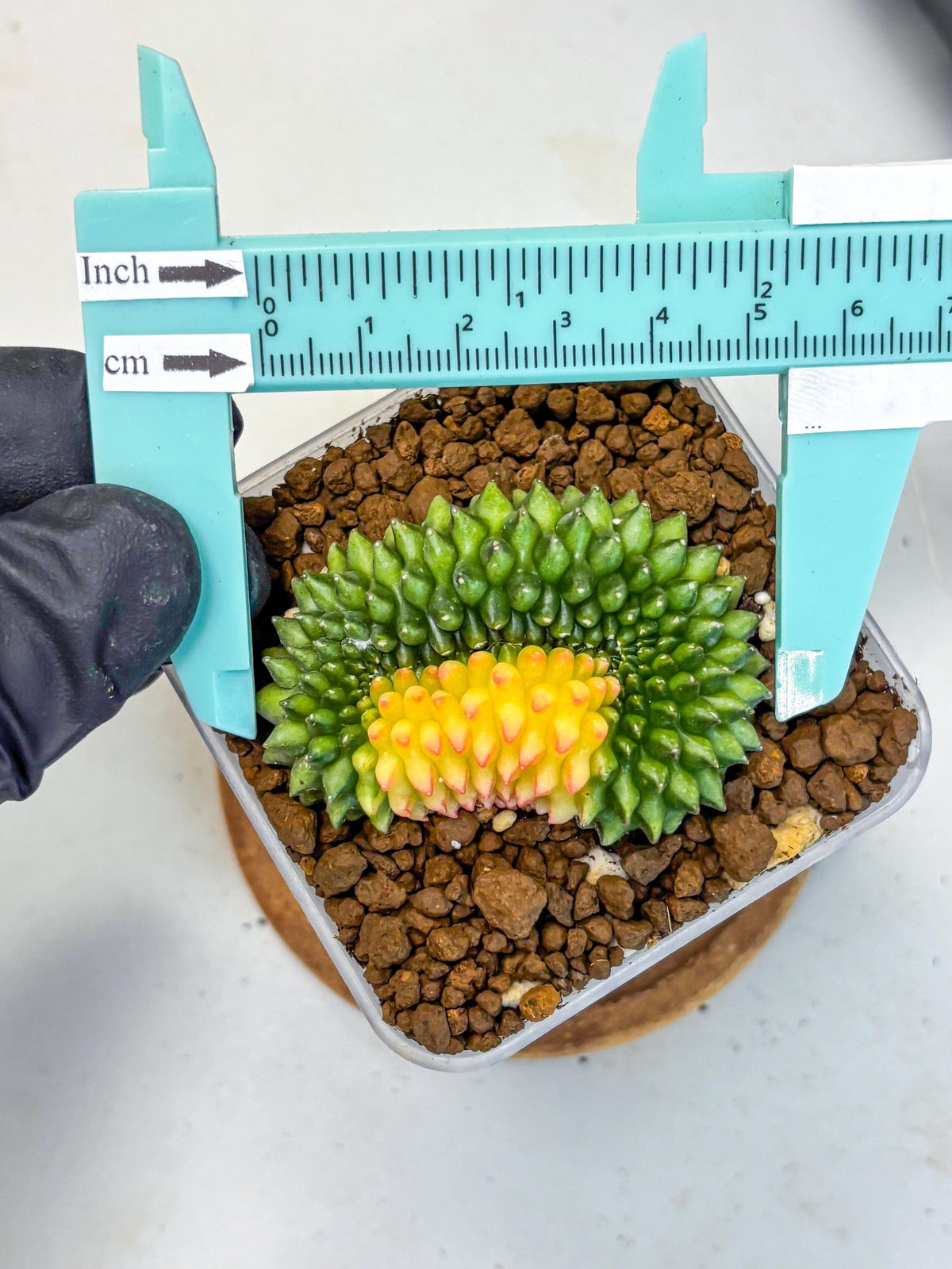 Gymnocalycium Inermis Cristata (gy2) (11) | Variegated Cactus