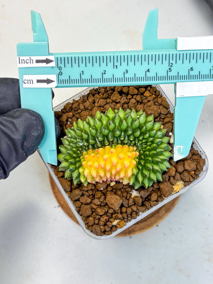 Gymnocalycium Inermis Cristata (gy2) (11) | Variegated Cactus