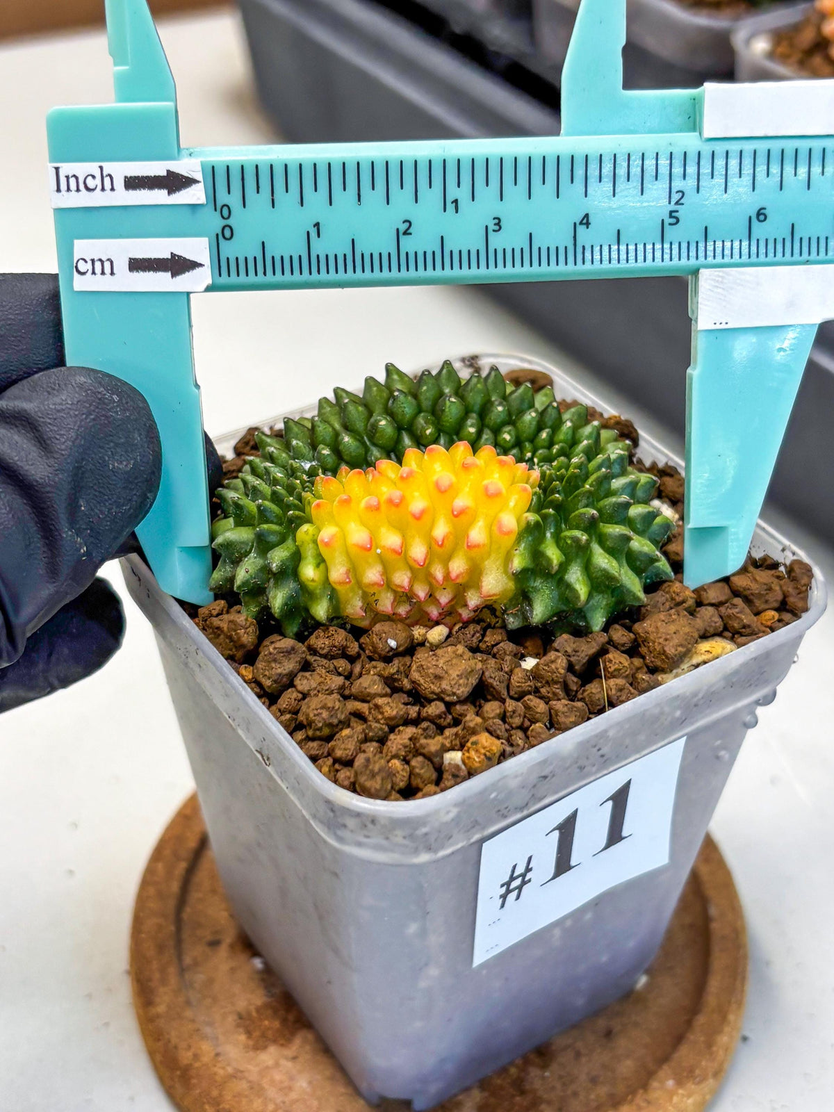 Gymnocalycium Inermis Cristata (gy2) (11) | Variegated Cactus