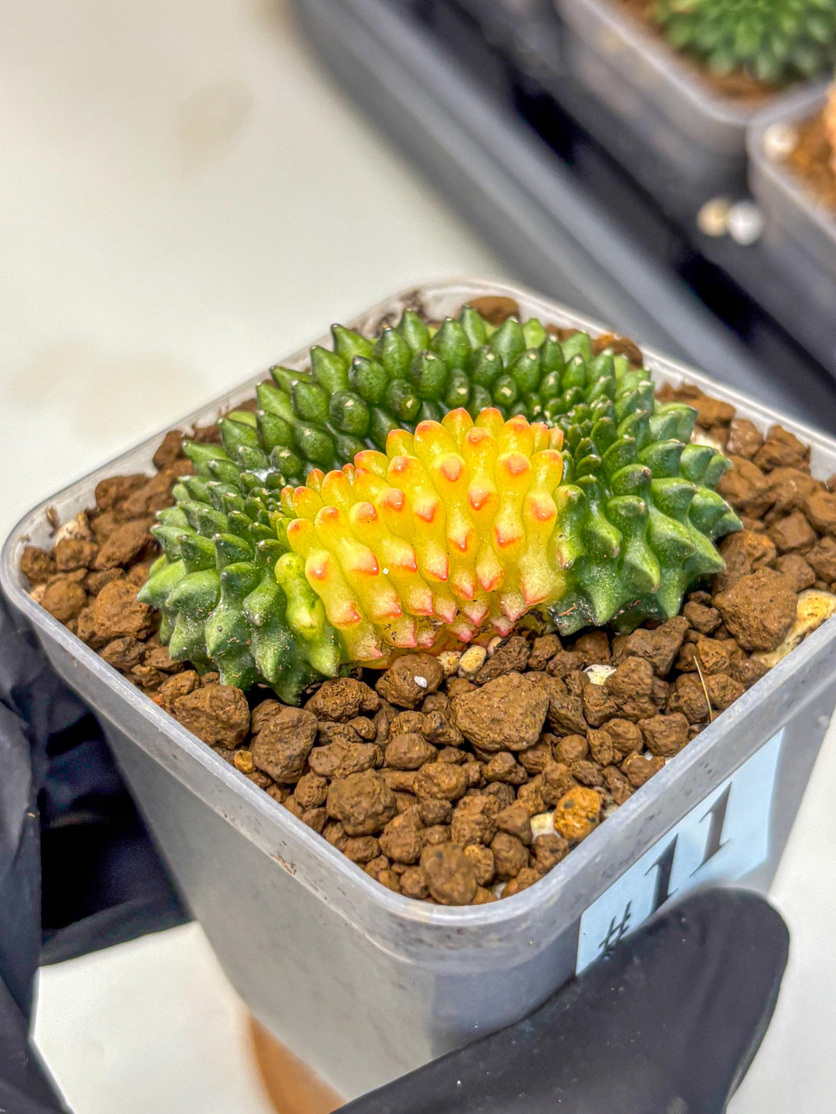 Gymnocalycium Inermis Cristata (gy2) (11) | Variegated Cactus